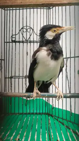 DIJUAL BURUNG JALAK SUREN + KANDANGNYA
