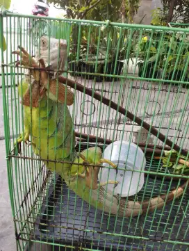 Iguana green hikua