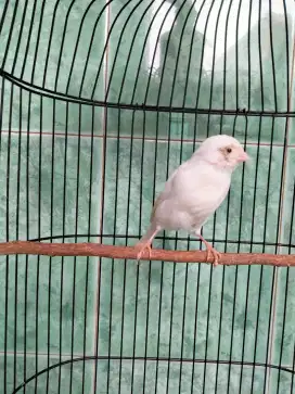 Kenari betina siapan