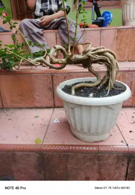 Bonsai sancang ekspose root
