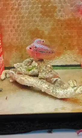 ikan louhan cencu 6-7cm full marking full mutiara full merah jenong