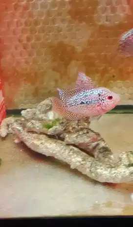 ikan louhan cencu 6-7cm full marking full mutiara full merah jenong 02