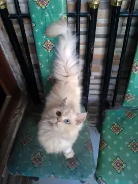 kucing kitten persia odd eye jantann