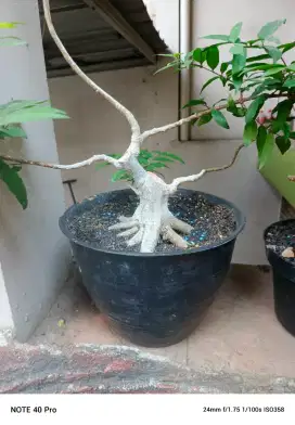 Bonsai anting putri