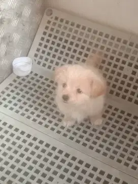 Anak anjing pom betina 1 ½ bulan