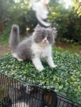Kitten sf highland