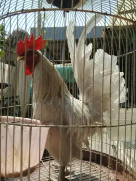 Ayam Kate jantan