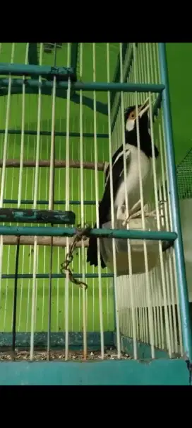 Jalak suren gacor