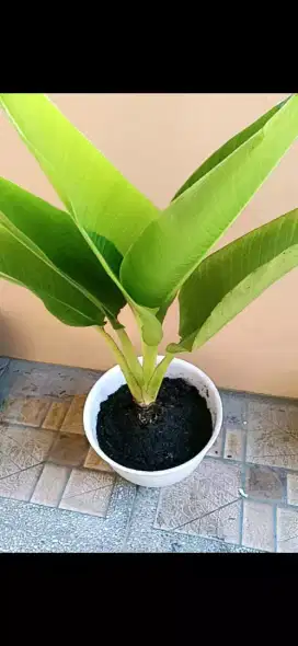 jual pohon pisang kipas depok