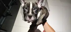 French bulldog male