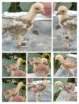 Anakan Ayam Bangkok Mangon