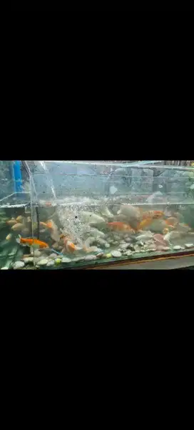 Aquarium besar tebal