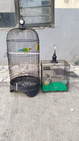 Jua/tt burung lain. Jadiin masteran ranting burja. Prenjak fulset buny
