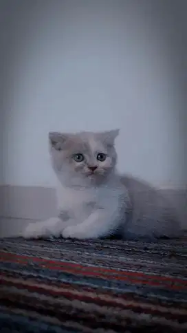 Kucing British Shorthair Siap Adopsi