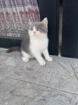 BRITISH SHORTHAIR / BSH