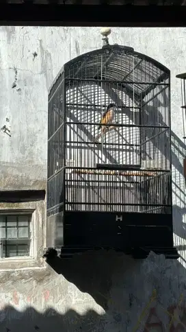 Cendet pilis bunyi semi giras