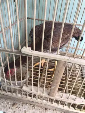 Di jual sepasang ayam bangkok usia remaja