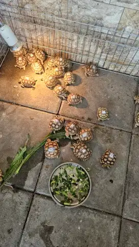 Kura2 sulcata terbesar dunia ke3