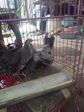 Dijual ayam kate sepasang atau 1 ekor sudah besar