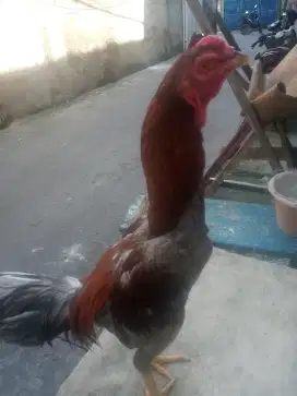 Ayam bangkok muda
