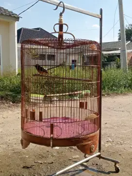 Kandang' no 1  klasik