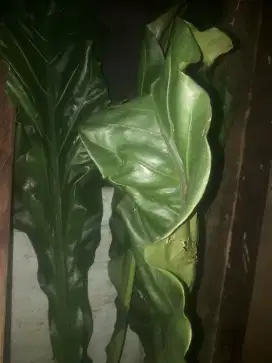 Tanaman hias pohon anturium