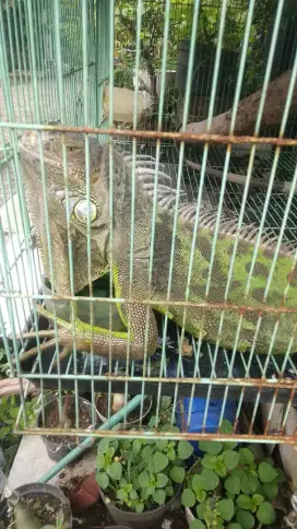 Iguana Green Besar