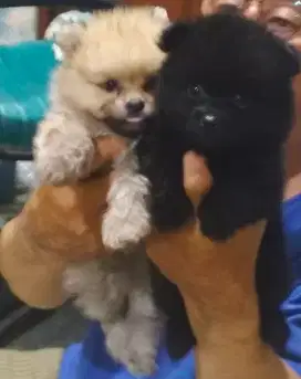 Pom super hitam