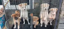 Dijual Puppy umur kurleb 2 bulan