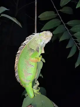 Iguana Green Besar Jinak 80 cm up