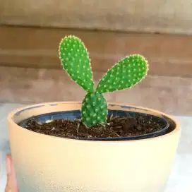 Kaktus mickey + pot