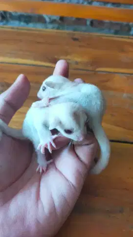 Sugar Glider Joey Creamino sepasang