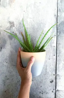 Bunga lidah buaya + pot