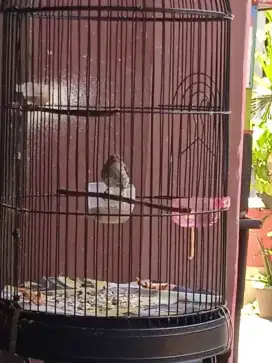 Trotolan Decu Kembang Prospekan