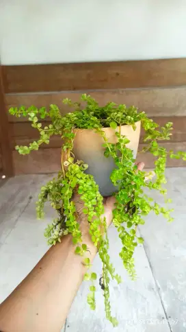 Pilea Baby Tears

Dan pot