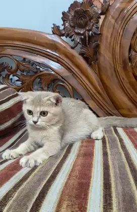 British short hair x scottish fold