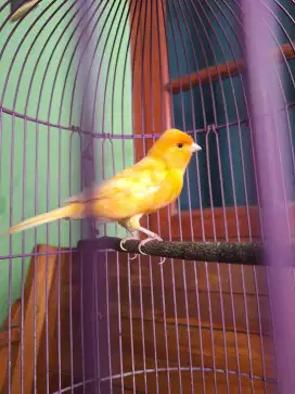Kenari gacor warna cerah