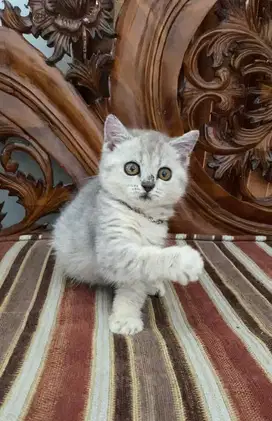 British short hair x scottish fold