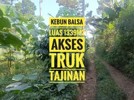 Kebun Kayu Balsah, Durian dan Kopi Tajinan Malang