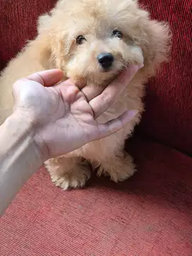 Puppy Poodle gemoy
