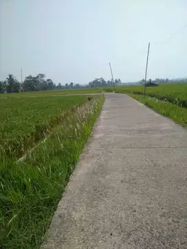 jual sawah murah Cianjur 500 ribu permeter