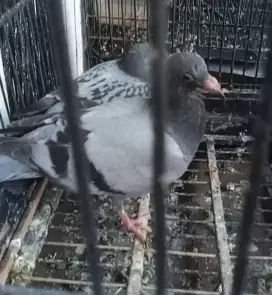 Ankan merpati pos sepasang
