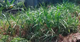 JASA POTONG RUMPUT SEMARANG