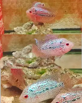 paket 3 ekor ikan louhan cencu 6-7cm