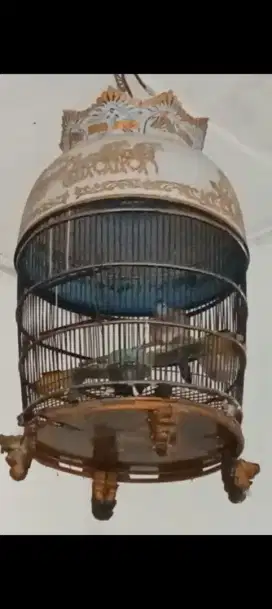Perkutut Bangkok Rana BF