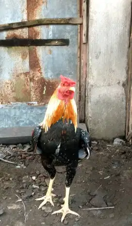Ayam Jago Kampung Sehat
