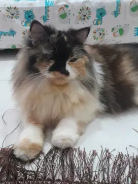Kucing mix raggdol and maincoon