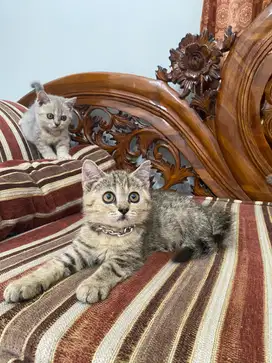 british shorthair