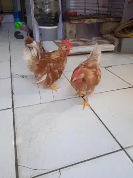 Anakan ayam kate