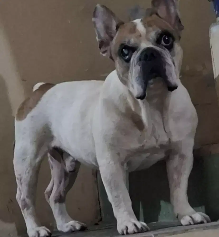 Anjing Frenchbulldog